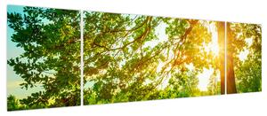 Obraz - Słoneczny Las (170x50 cm)