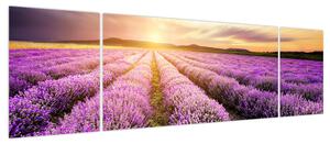 Obraz - Wschód słońca na polu lawendy (170x50 cm)