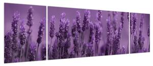 Obraz - Lawenda (170x50 cm)
