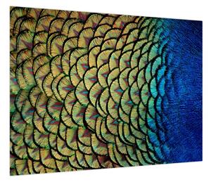 Obraz - Pawie pióra (70x50 cm)