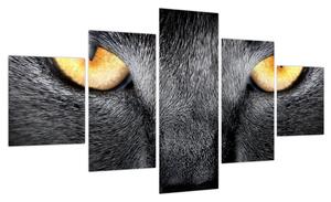 Obraz - Portret kota z bliska (125x70 cm)
