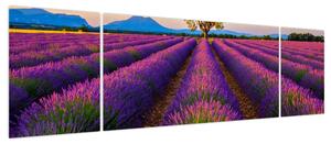 Obraz - Pole lawendy (170x50 cm)