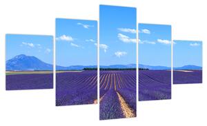 Obraz - Pole lawendy (125x70 cm)
