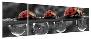 Obraz - Słonecznik, czarno-biały (170x50 cm)