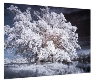 Obraz - Śnieżnobiałe drzewo (70x50 cm)