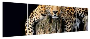 Obraz - Gepard (170x50 cm)