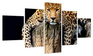 Obraz - Gepard (125x70 cm)