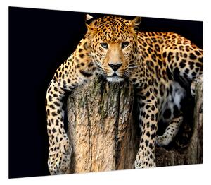 Obraz - Gepard (70x50 cm)