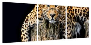 Obraz - Gepard (z zegarem) (90x30 cm)
