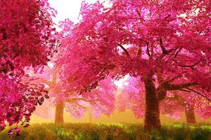 Samoprzylepna fototapeta kwitnące drzewa wiśni