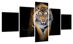 Obraz - Tygrys (125x70 cm)