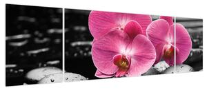 Obraz - Różowe orchidee (170x50 cm)
