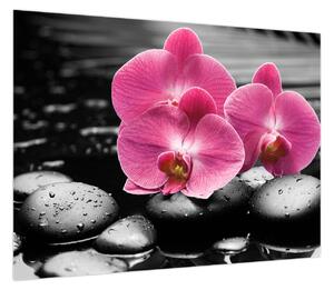 Obraz - Różowe orchidee (70x50 cm)