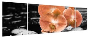 Obraz - Pomarańczowe orchidee (170x50 cm)