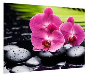 Obraz - Różowe orchidee z liściem palmy (70x50 cm)
