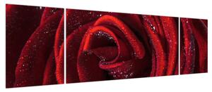 Obraz - Czerwona róża z kroplami rosy (170x50 cm)