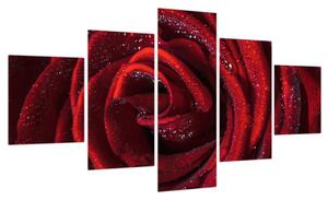 Obraz - Czerwona róża z kroplami rosy (125x70 cm)