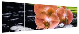 Obraz - Pomarańczowa orchidea z liśćmi palmy (170x50 cm)