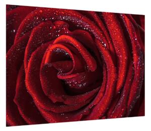 Obraz - Czerwona róża z kroplami rosy (70x50 cm)