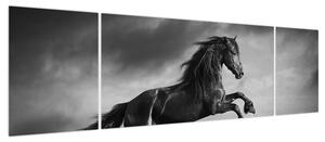 Obraz - Czarny i biały koń (170x50 cm)