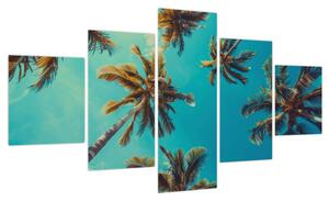 Obraz - Wysokie palmy (125x70 cm)