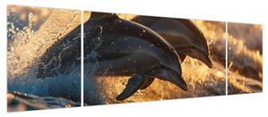 Obraz - Delfiny (170x50 cm)