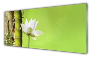 Obraz Szklany Bambus Łodyga Roślina Natura