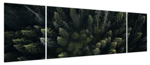 Obraz - Las (170x50 cm)