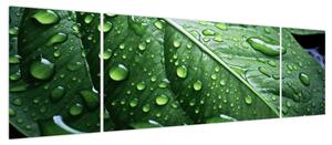 Obraz - Szczegół liścia po deszczu (170x50 cm)