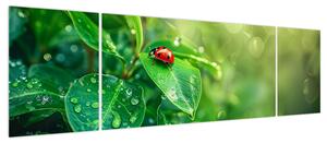 Obraz - Biedronka (170x50 cm)