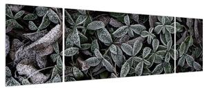 Obraz - Zamrożone rośliny (170x50 cm)
