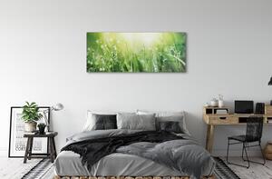 Obraz na szkle Krople trawa słońce