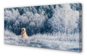 Obraz na płótnie Pies góry zima