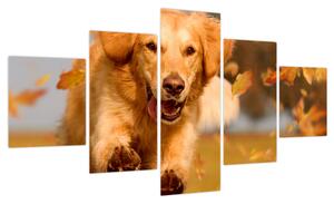 Obraz - Golden Retriever (125x70 cm)