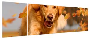 Obraz - Golden Retriever (170x50 cm)