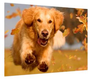 Obraz - Golden Retriever (70x50 cm)