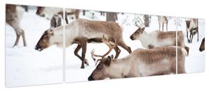 Obraz - Renifer (170x50 cm)