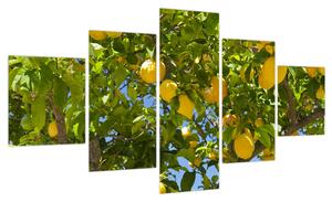 Obraz - Drzewo cytrynowe (125x70 cm)