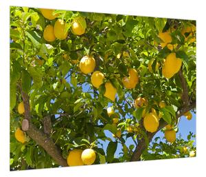 Obraz - Drzewo cytrynowe (70x50 cm)
