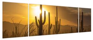 Obraz - Kaktusy Saguaro (170x50 cm)