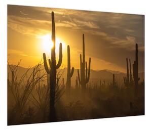 Obraz - Kaktusy Saguaro (70x50 cm)