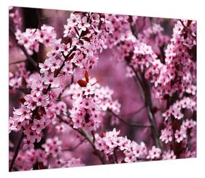 Obraz - Różowa sakura (70x50 cm)
