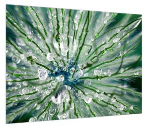 Obraz - Makro zdjęcie kwiatu (70x50 cm)