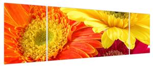 Obraz - Kwiaty Gerbery (170x50 cm)