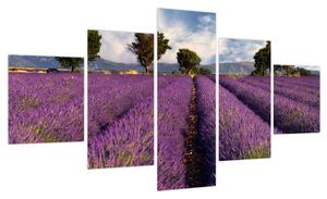 Obraz - Pole lawendy i góry (125x70 cm)