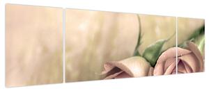 Obraz - Delikatne róże (170x50 cm)