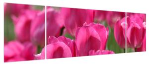 Obraz - Różowe tulipany (170x50 cm)