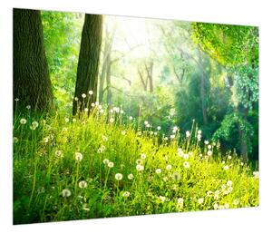 Obraz - Magiczna łąka pełna mniszków lekarskich (70x50 cm)