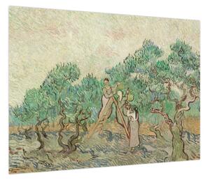 Obraz - Vincent van Gogh, The Olive Orchard, reprodukcje (70x50 cm)