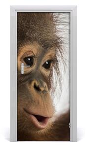 Naklejka samoprzylepna na drzwi Młody orangutan